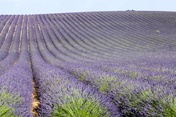 Landskap Lavendel Provence — Stockfoto