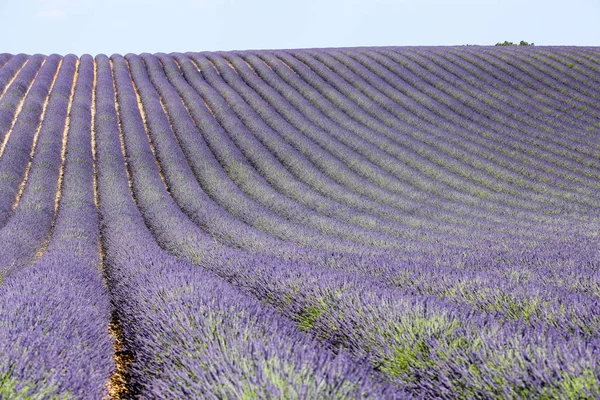 Landskap Lavendel Provence — Stockfoto