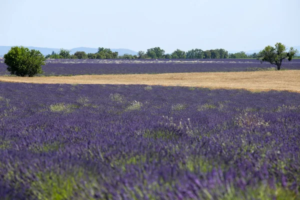 Provence Lavanta Manzara — Stok fotoğraf