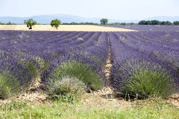 Krajiny Levandule Provence — Stock fotografie