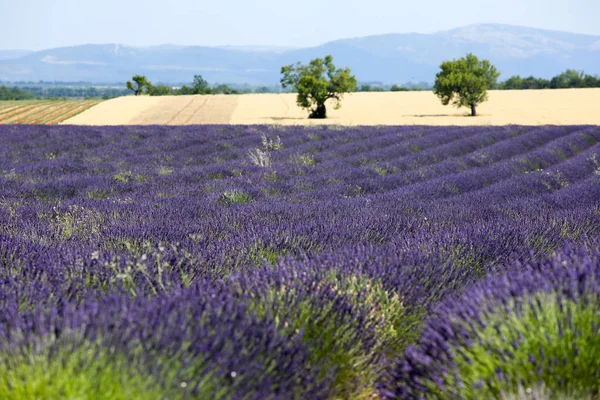 Paysages Lavande Provence — Photo