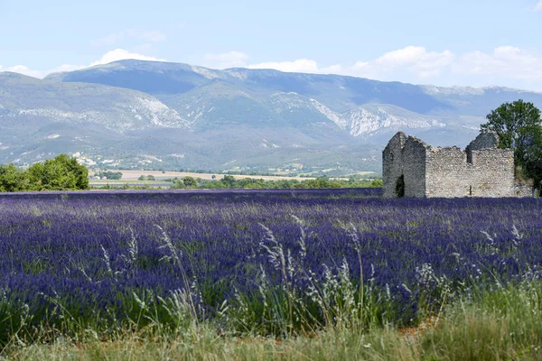 Provence Lavanta Manzara — Stok fotoğraf