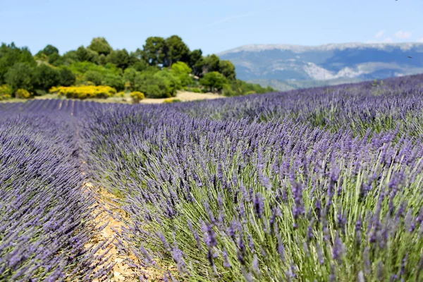 Tájak Levendula Provence Ban — Stock Fotó