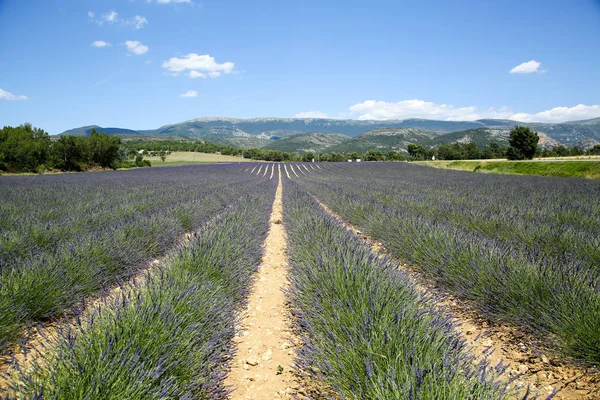 Paysages Lavande Provence — Photo