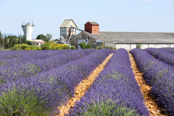 Paisagens Lavanda Provence — Fotografia de Stock