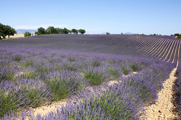 Landskap Lavendel Provence — Stockfoto