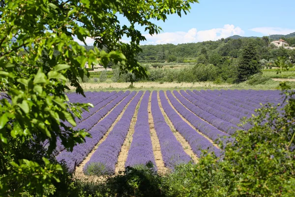 普罗旺斯的薰衣草景观 — 图库照片