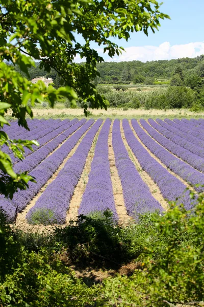 Paisagens Lavanda Provence — Fotografia de Stock