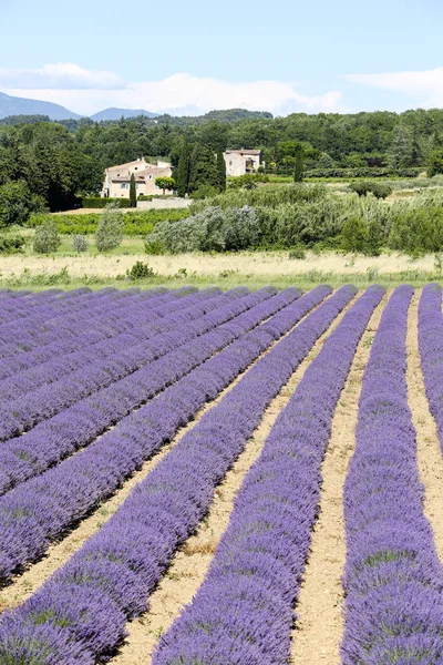 Landscapes Lavender Provence — Stock Photo, Image