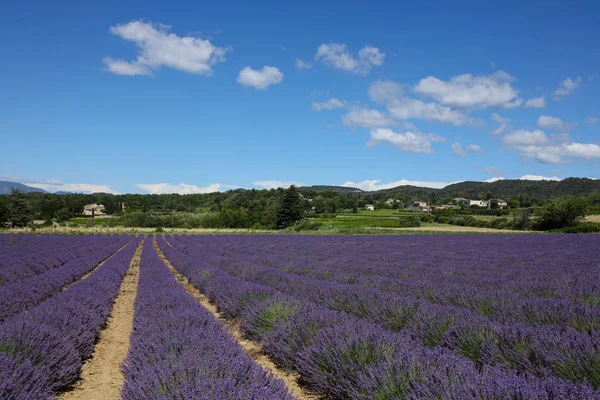 Paisajes Lavanda Provenza — Foto de Stock