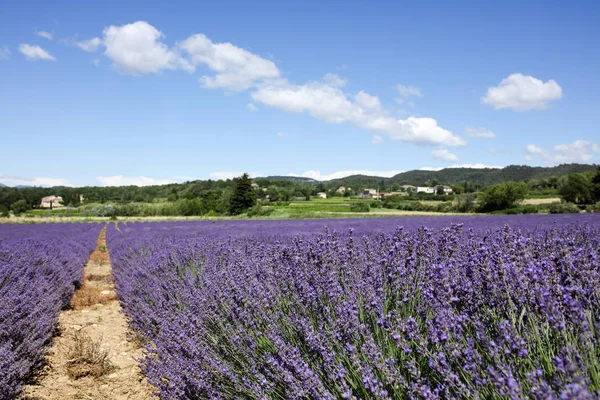 Paisajes Lavanda Provenza — Foto de Stock