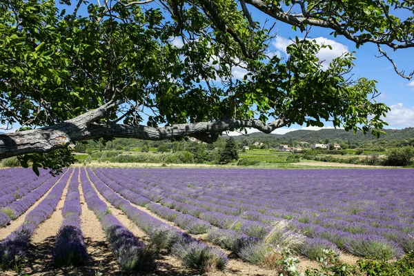 Paesaggi Lavanda Provenza — Foto Stock