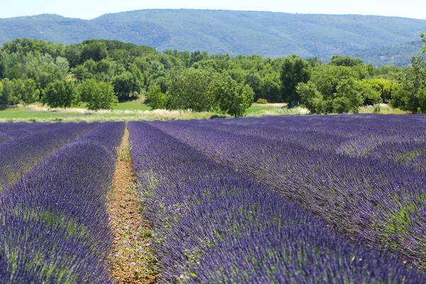 Paisagens Lavanda Provence — Fotografia de Stock