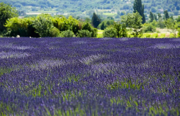 Tájak Levendula Provence Ban — Stock Fotó