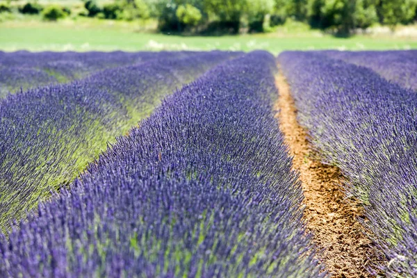 Paisagens Lavanda Provence — Fotografia de Stock