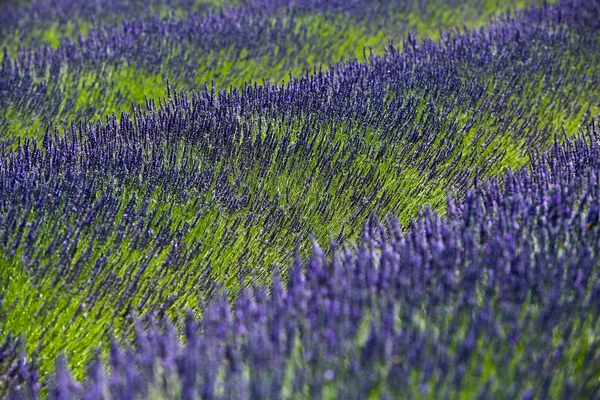 Landschappen Van Lavendel Provence — Stockfoto