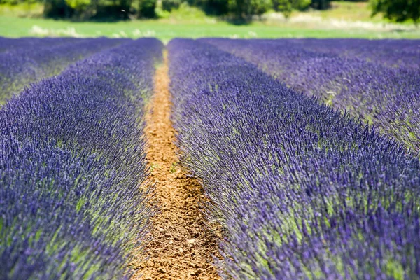 Paisagens Lavanda Provence — Fotografia de Stock