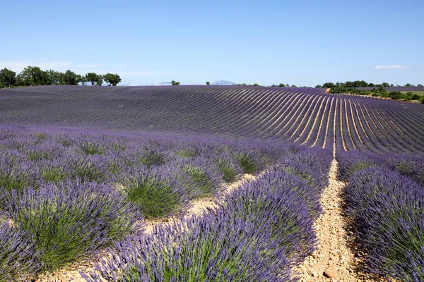 Landscapes Lavender Provence Royalty Free Stock Images