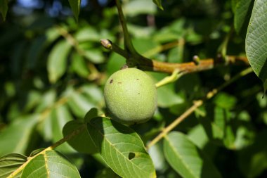 Poitevin bataklığının manzaraları