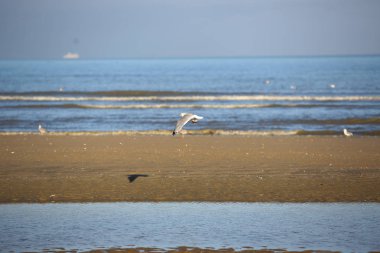 manzara Normandiya kıyılarında