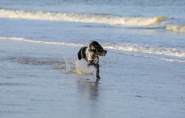 manzara Normandiya kıyılarında