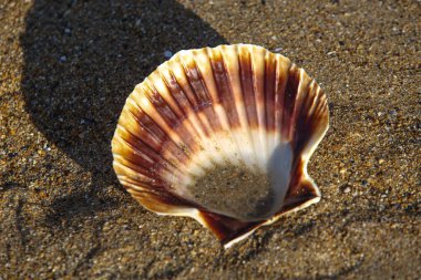 manzara Normandiya kıyılarında