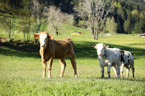 Zomer Franse Alpen — Stockfoto