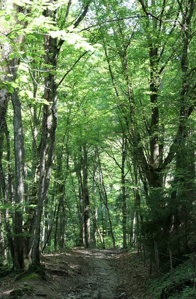 Fransız Alpleri'nde yaz