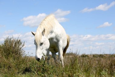 Fransızca Camargue peyzaj
