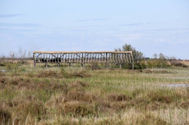 Fransızca Camargue peyzaj