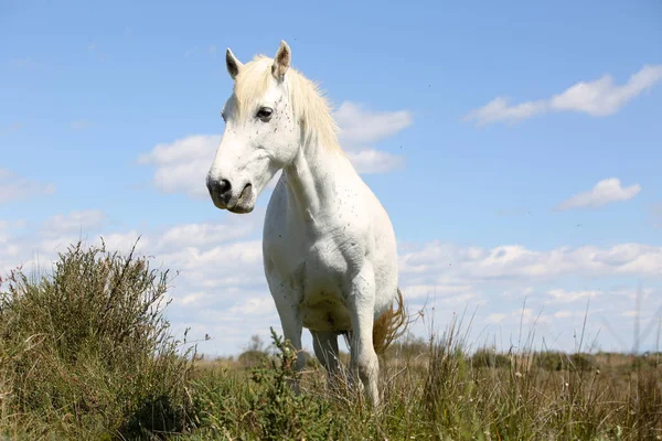 Paesaggio Della Camargue Francese — Foto Stock