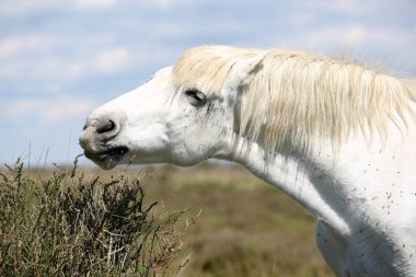 Fransızca Camargue peyzaj