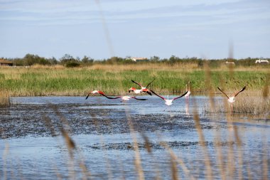 Fransızca Camargue peyzaj