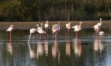 Fransızca Camargue peyzaj
