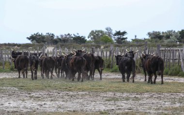 Fransızca Camargue peyzaj