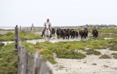 Fransızca Camargue peyzaj