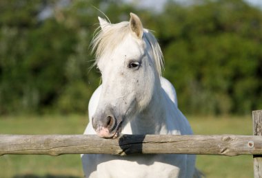 Fransızca Camargue peyzaj