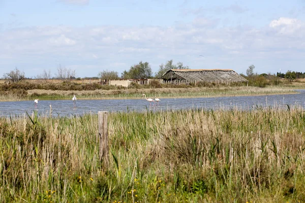 Landschaft Der Französischen Camargue — Stockfoto