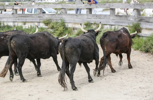 Krajobraz Regionu Camargue Francuski — Zdjęcie stockowe