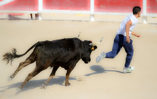 Krajobraz Regionu Camargue Francuski — Zdjęcie stockowe