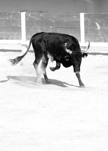 Krajina Francouzské Camargue — Stock fotografie