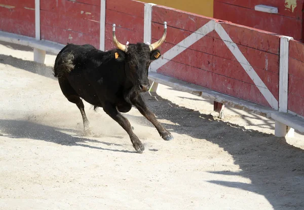 Táj Francia Camargue — Stock Fotó