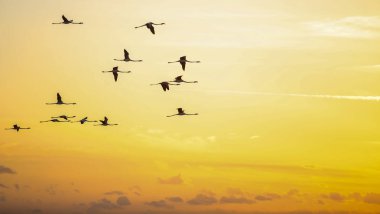 Fransızca Camargue peyzaj