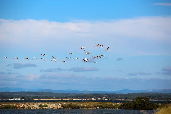 Paisagem Camargue Francês — Fotografia de Stock