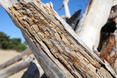 Fransızca Atlantik sahil peyzaj