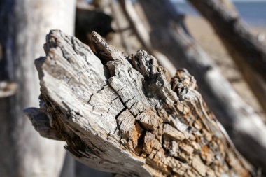 Fransızca Atlantik sahil peyzaj