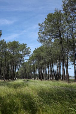 Fransızca Atlantik sahil peyzaj