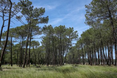 Fransızca Atlantik sahil peyzaj