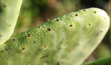 Saint Tropez Körfezi manzara 