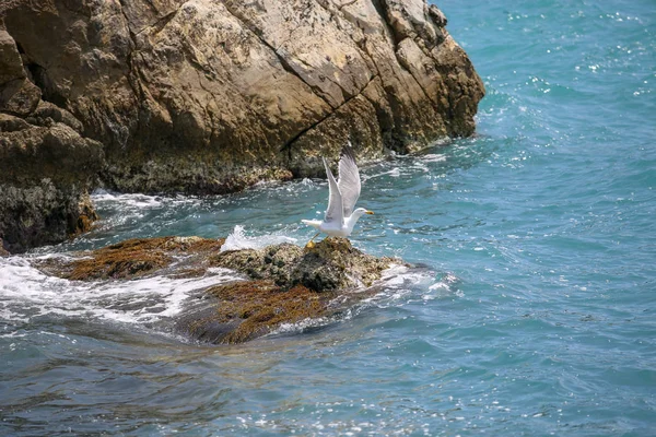 Bahía Saint Tropez Paisajes — Foto de Stock